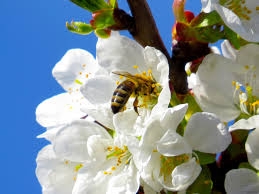 Bee?s Pollen, the natural anti-aging energizer.