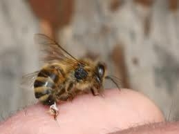 Apicultural Therapy = Treatment with Bees