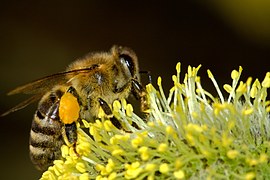 Abejas para reforzar las defensas